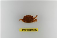 藏品(圓額新脹蟹)的圖片